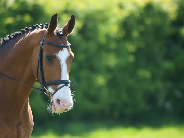 Tête de cheval faisant du dressage — Photo