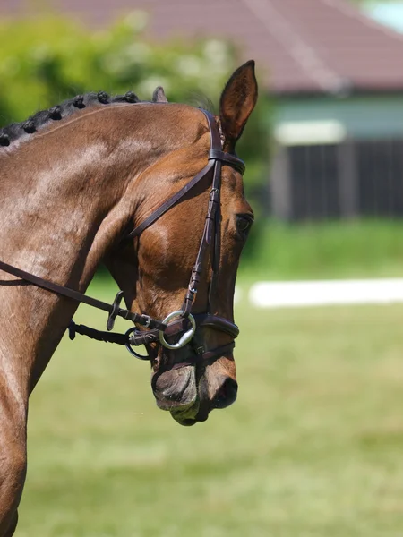 Tiro de cabeça de cavalo Fazendo Adestramento — Fotografia de Stock