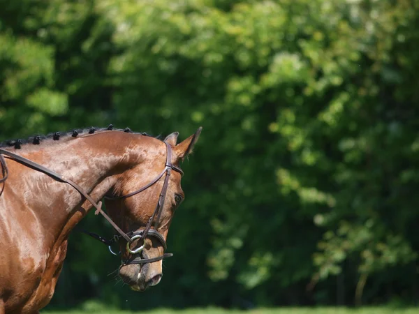 Tête de cheval faisant du dressage — Photo