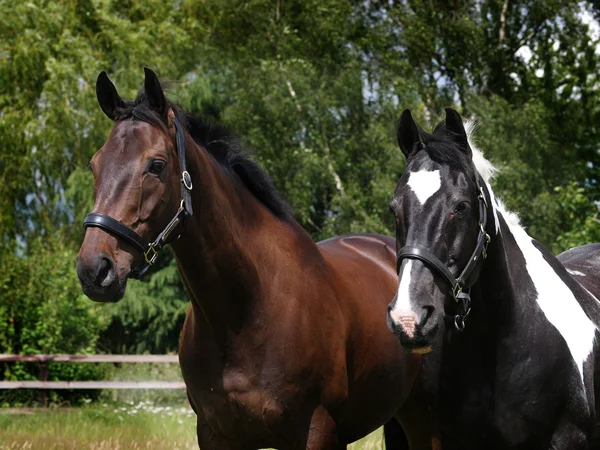 2 頭の馬のヘッド ショット — ストック写真