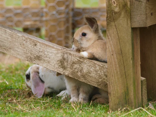 Cute Rabbits — Stock Photo, Image