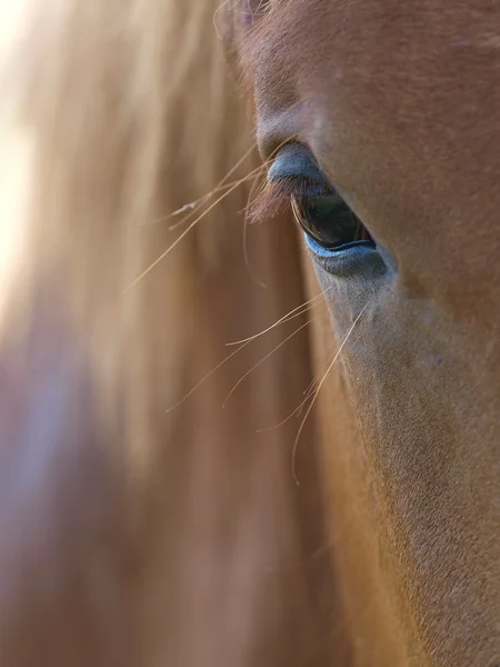 美しい馬の目 — ストック写真