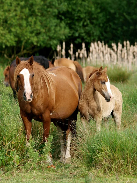 Mares y potros — Foto de Stock