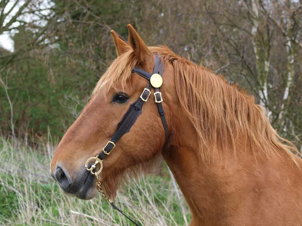 Suffolk punch koně do hlavy — Stock fotografie