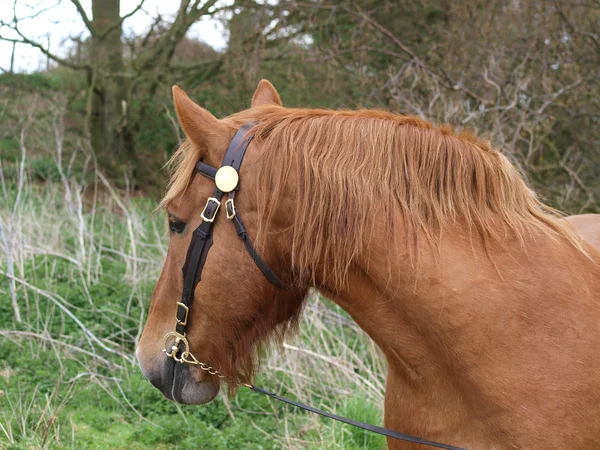 Suffolk soco cavalo cabeça tiro — Fotografia de Stock