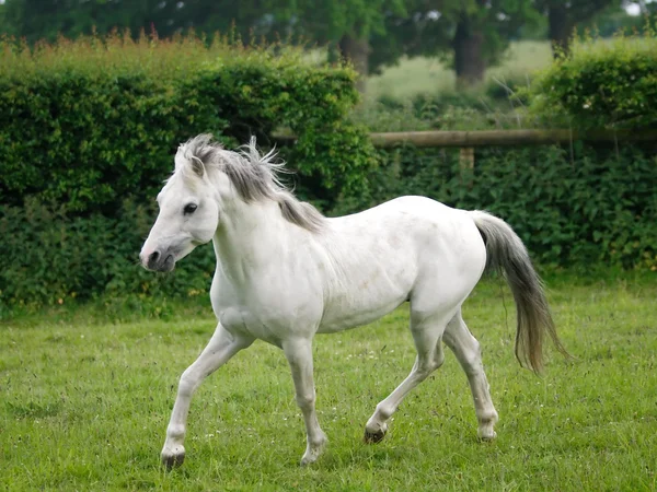 Caballo gris trotando libre — Foto de Stock