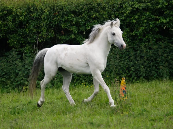 Grey Horse Trotting Free — Stock Photo, Image