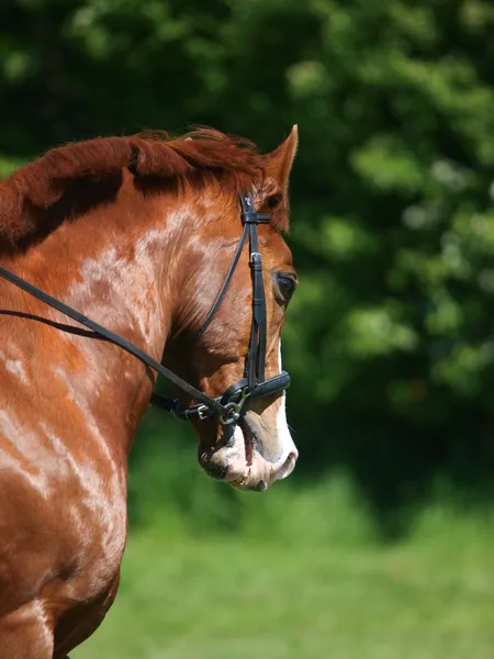 Cavalo Headshot em Bridle — Fotografia de Stock