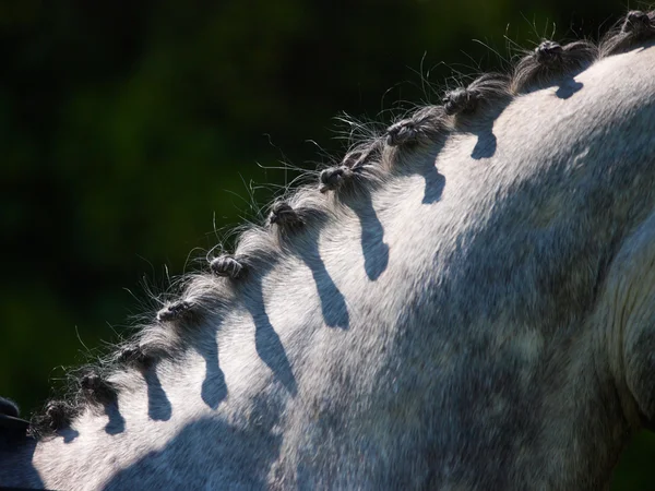 Abstrato de cavalo — Fotografia de Stock