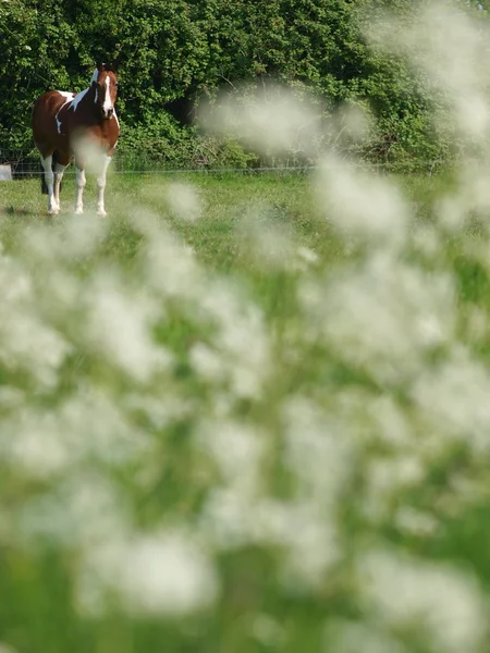 Caballo en flores —  Fotos de Stock