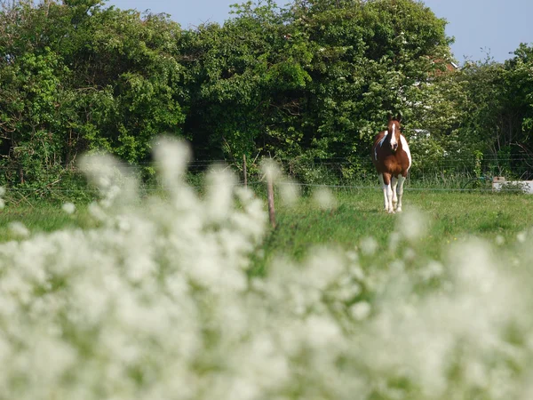 Koně v květech — Stock fotografie