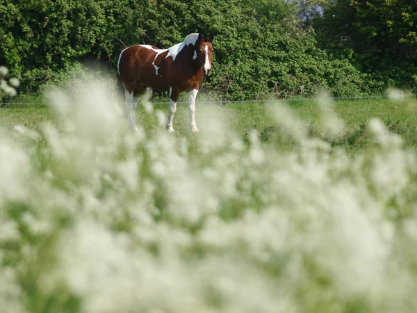 Caballo en flores — Foto de Stock