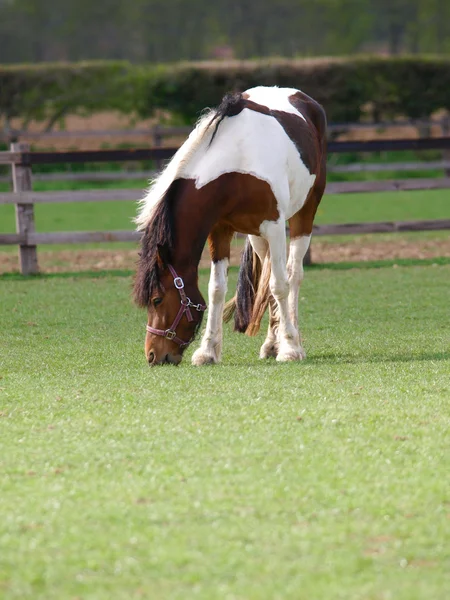 Horse Grazing en Paddock —  Fotos de Stock