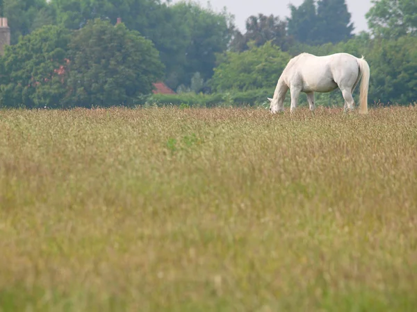 Caballo gris pastando —  Fotos de Stock