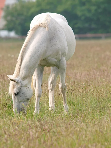 Grey Horse Grazing — Stock Photo, Image