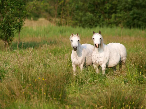 Dois cavalos. — Fotografia de Stock