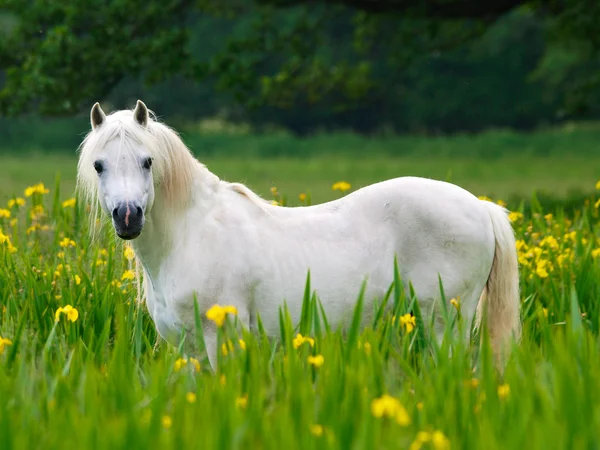 Caballo hermoso — Foto de Stock