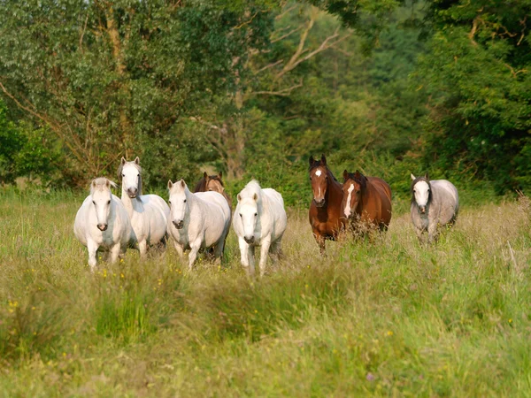 馬の群れ — ストック写真