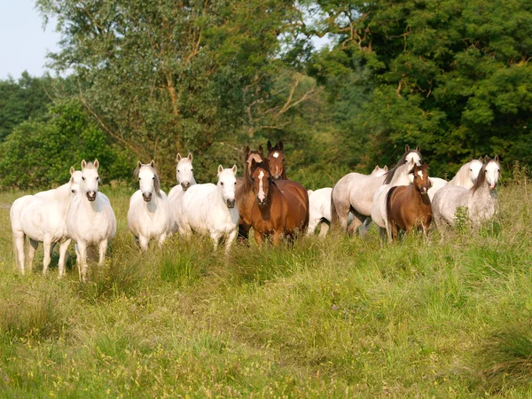 Herd van paarden — Stockfoto