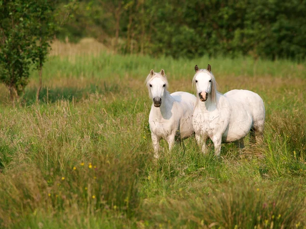 Deux chevaux — Photo