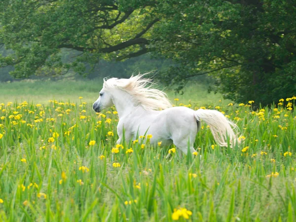 Όμορφο άλογο τρέξιμο — Φωτογραφία Αρχείου