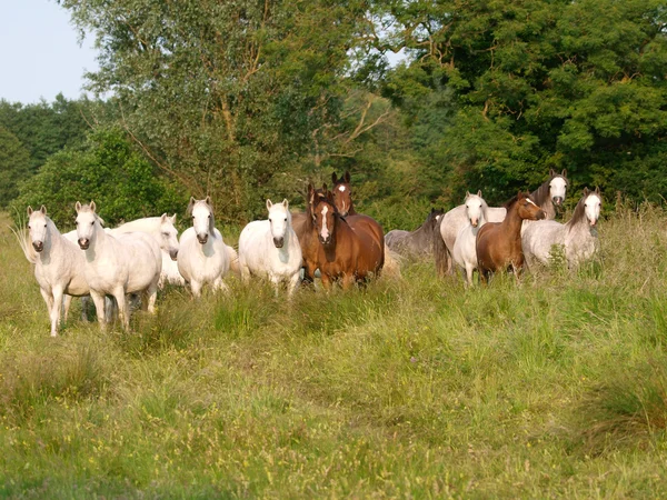 Herd van paarden — Stockfoto