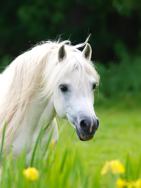 Cavalo bonito — Fotografia de Stock