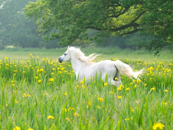 Course de beau cheval — Photo