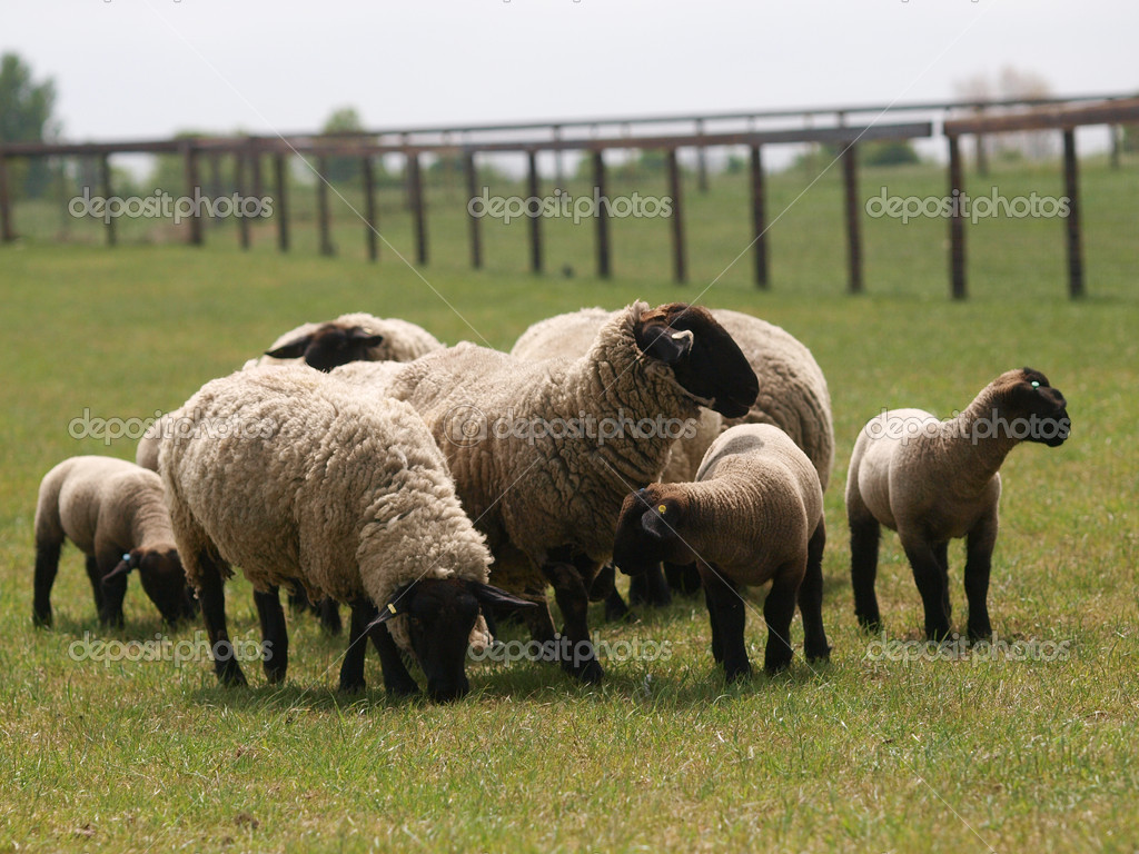 Herd Of Sheep