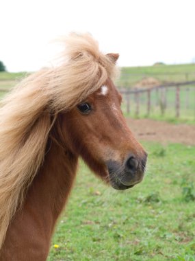 kestane midilli headshot