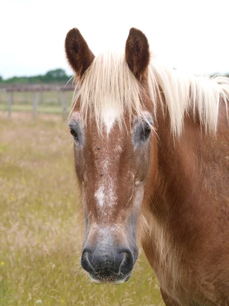 Altes Pferd — Stockfoto