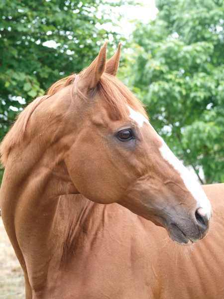Άλογο κάστανο headshot — Φωτογραφία Αρχείου
