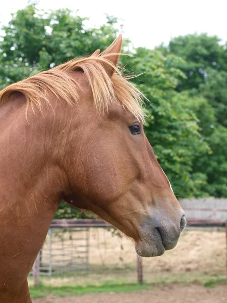Kastanje paard headshot — Stockfoto