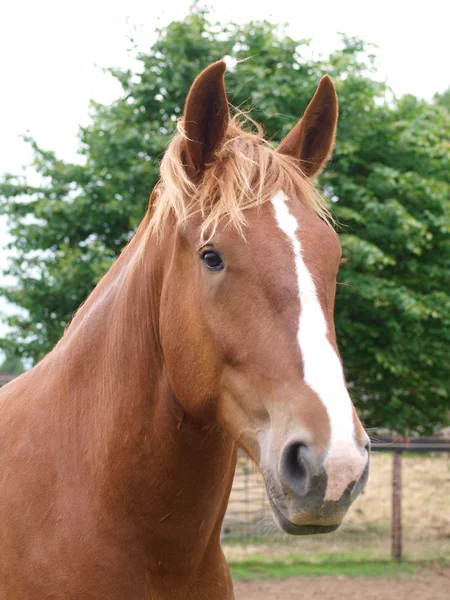 Kastanje paard headshot — Stockfoto