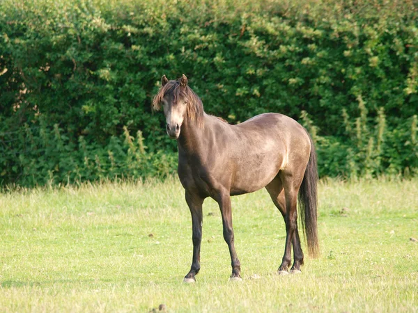 Dun Horse in Paddock — Stock Photo, Image