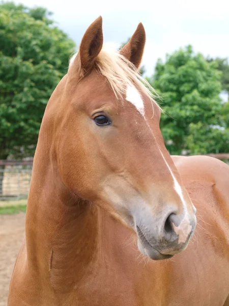 Kopfschuss eines Kastanienpferdes — Stockfoto