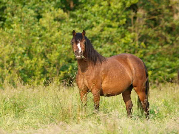 Welsh pony hengst in paddock — Stockfoto