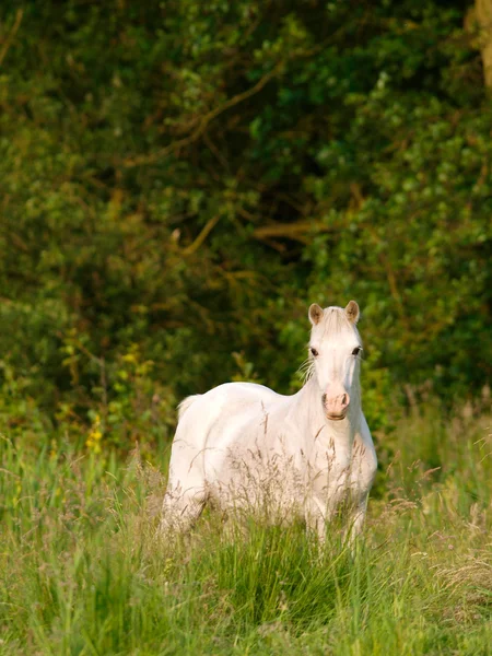 Grå ponny i paddock — Stockfoto