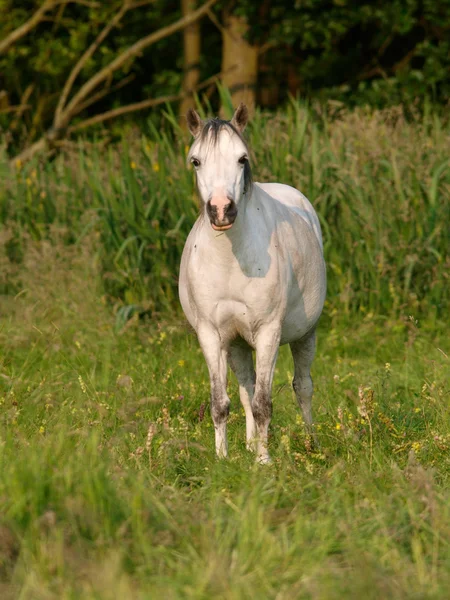 Grey Pony In Paddock — Stock Photo, Image