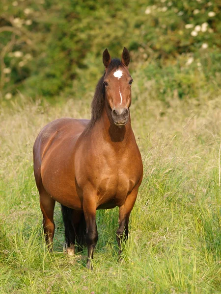 Hnědák pony v paddocku — Stock fotografie