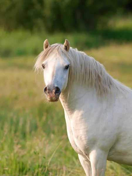 Beautiful Grey Stallion — Stock Photo, Image