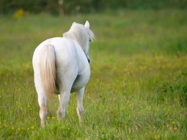 Grijze pony in paddock — Stockfoto