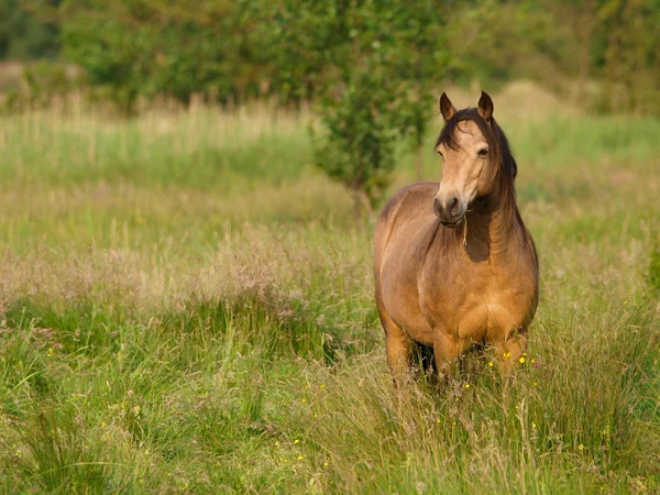 Bonito Dun Pony — Fotografia de Stock