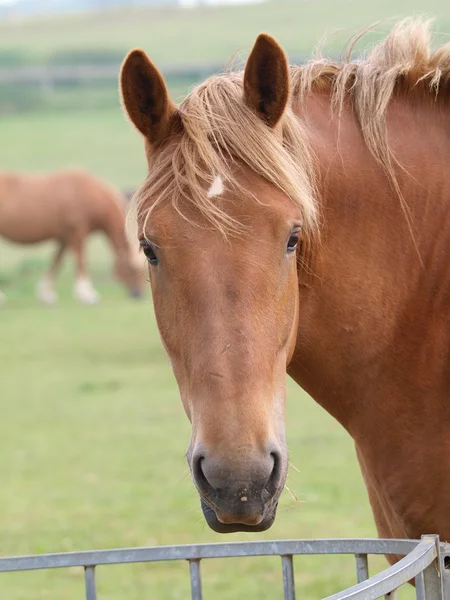 Kaštanový kůň headshot — Stock fotografie