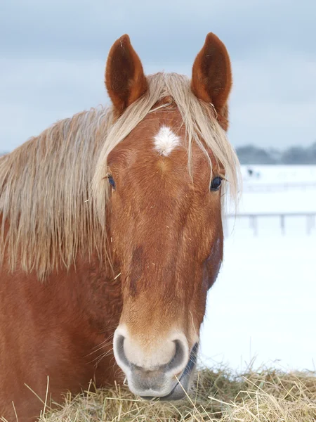 雪に覆われた馬ヘッド ショット — ストック写真