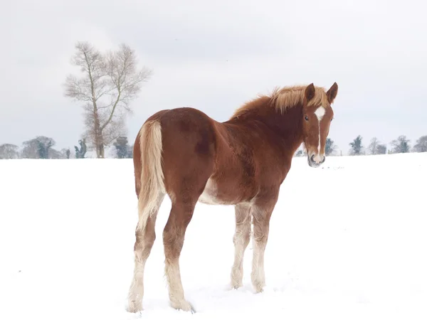 Kůň ve sněhu — Stock fotografie