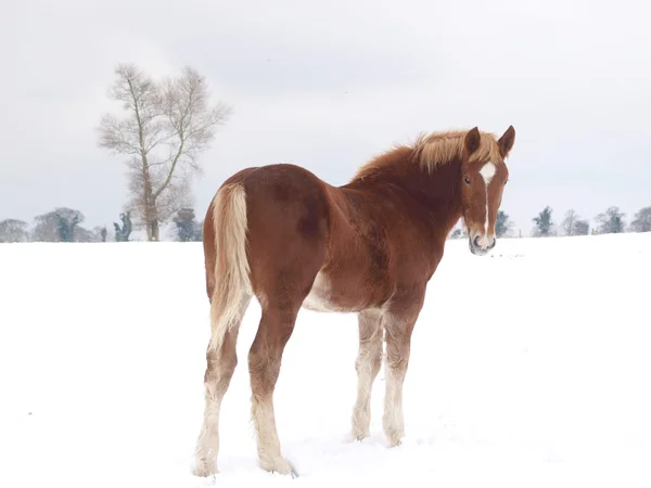 Caballo en la nieve — Foto de Stock