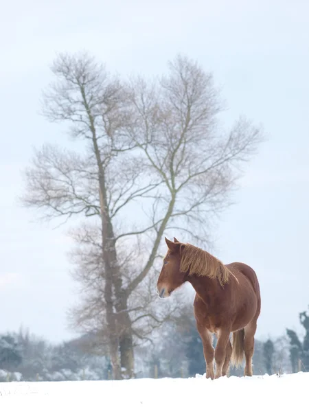 Pferd im Schnee — Stockfoto
