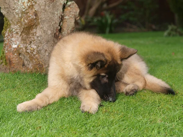 Cute Puppy Laying Down — Stock Photo, Image