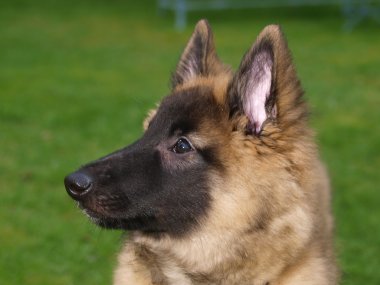 köpek yavrusu kafa vurdu